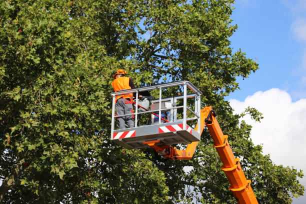 Best Fruit Tree Pruning  in Fort Dodge, IA