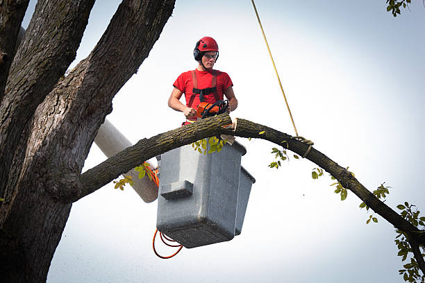 Best Firewood Processing and Delivery  in Fort Dodge, IA